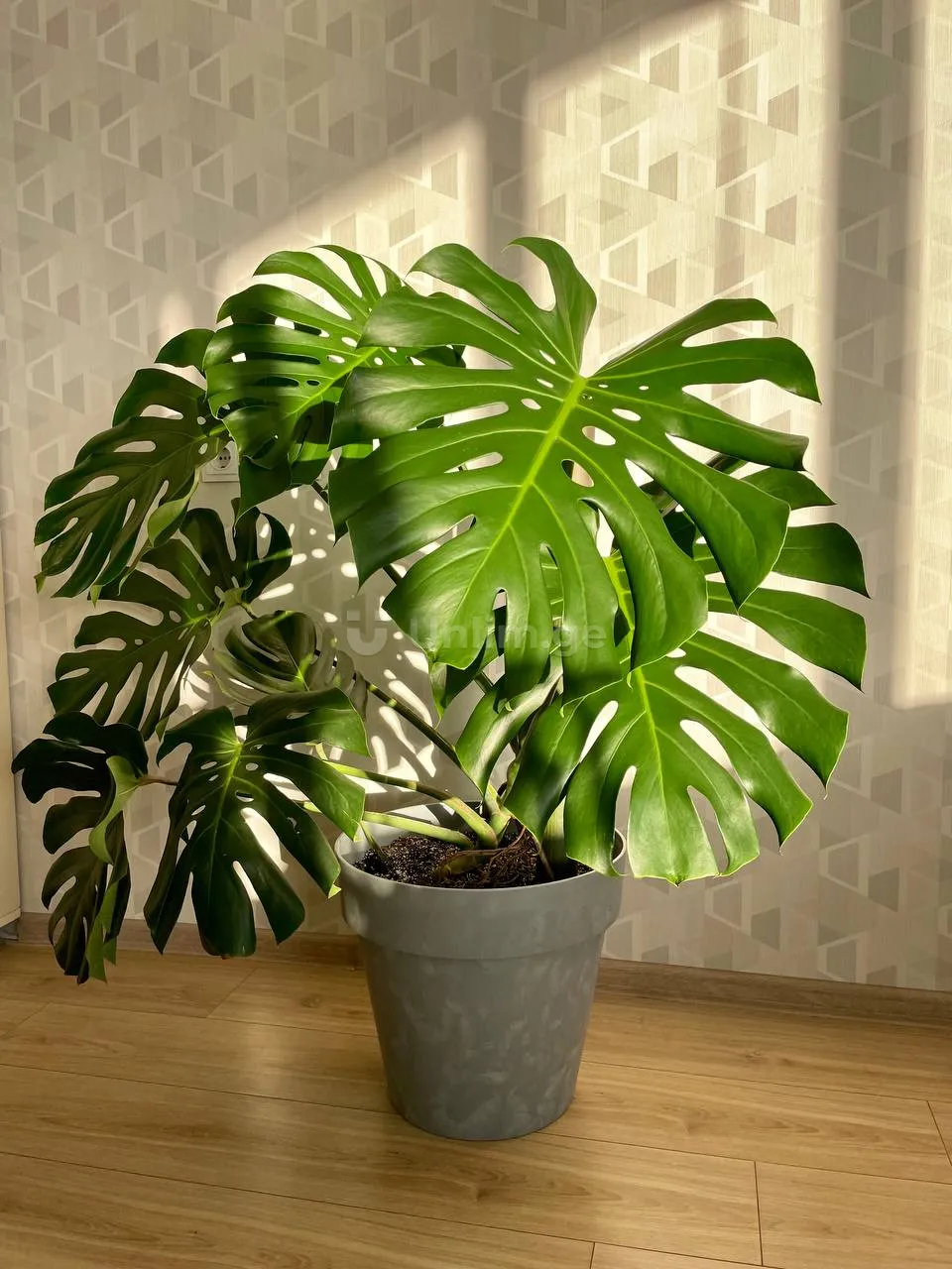 I'm selling 
#plants of #monster
Big monster