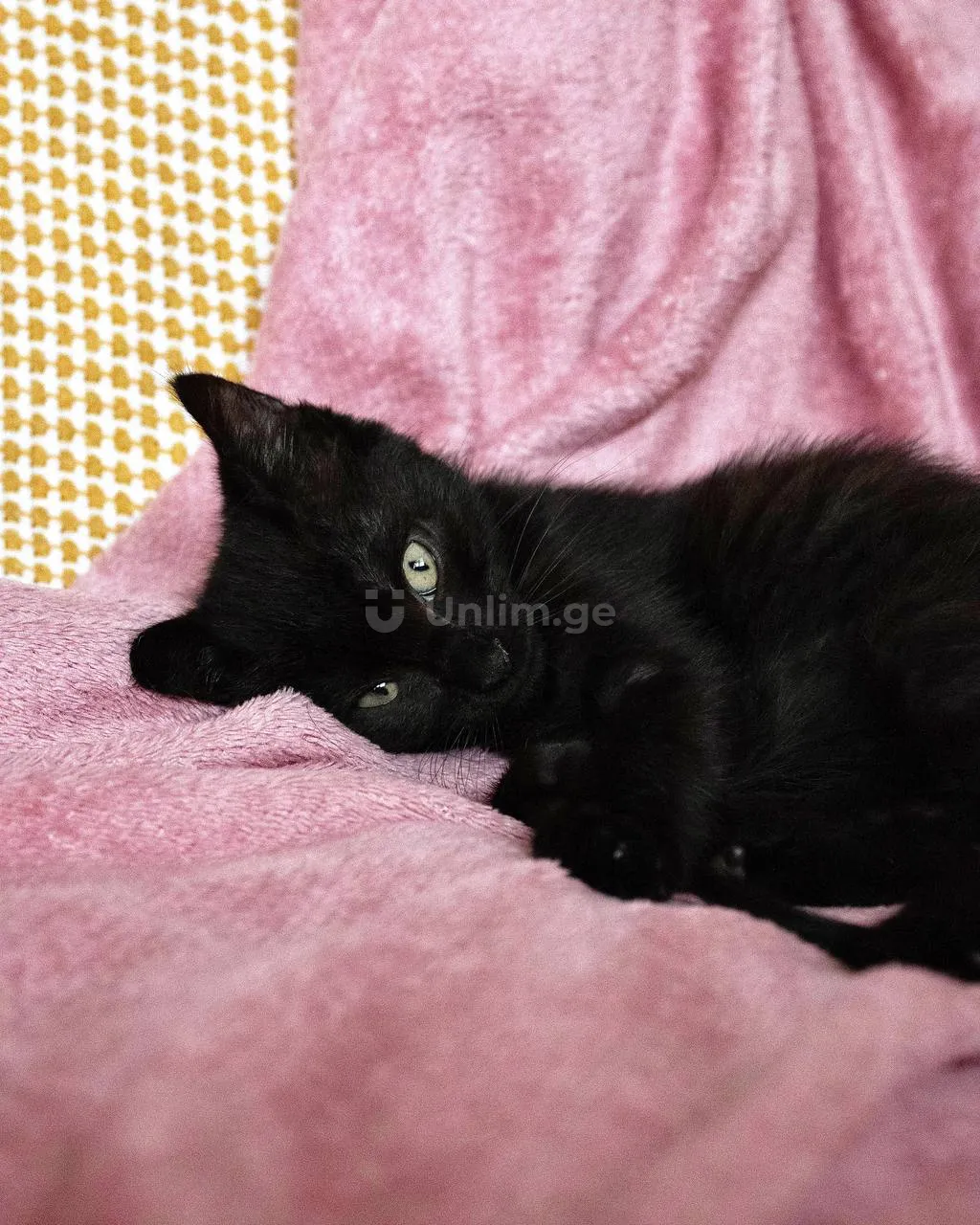 **Ищем дом для котёнка Тикки!**🐾🙂

Возраст: