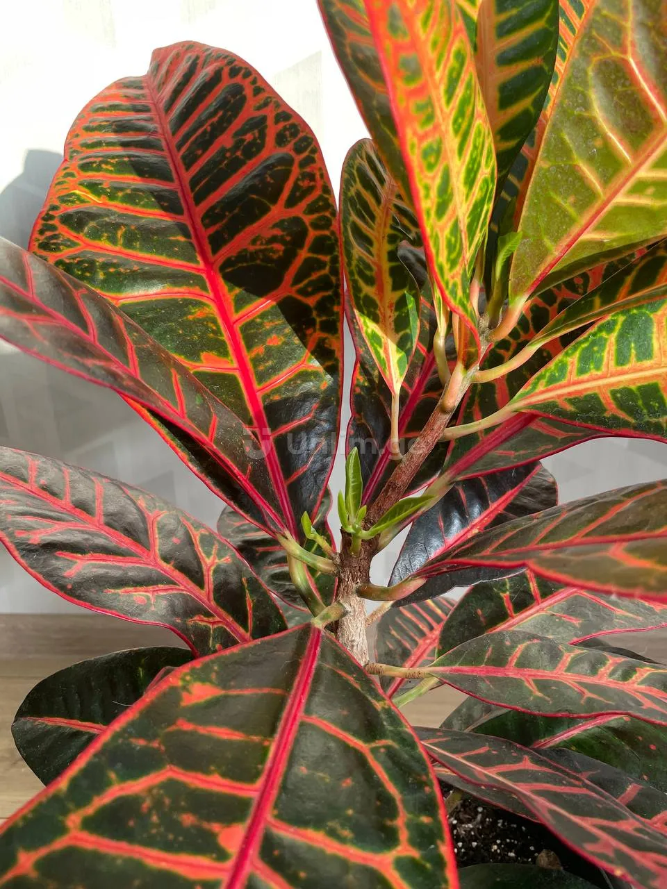 I'm selling 
#plants #croton #codium
Croton
